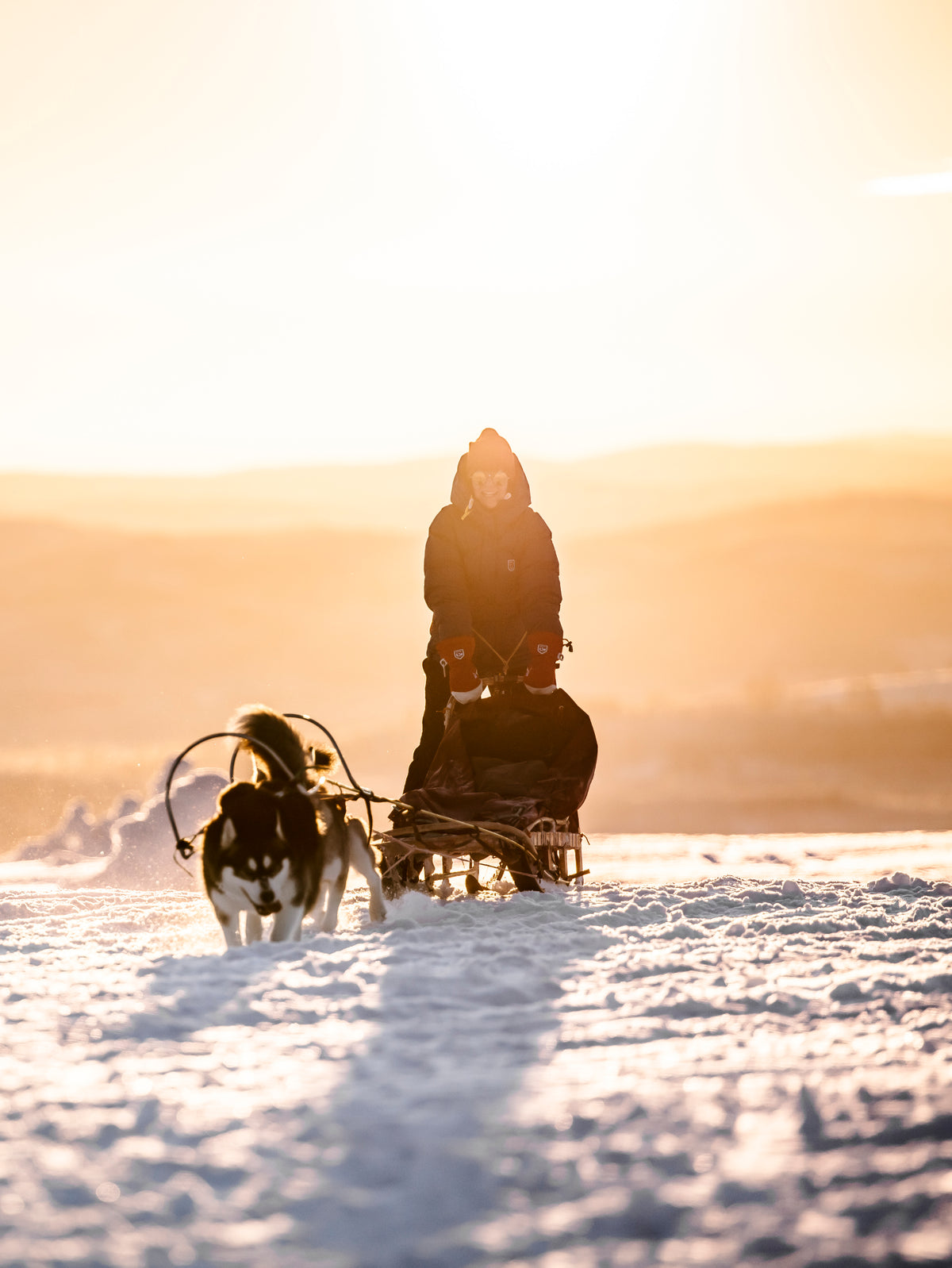 A dog team pulling a sled through snow at sunrise.